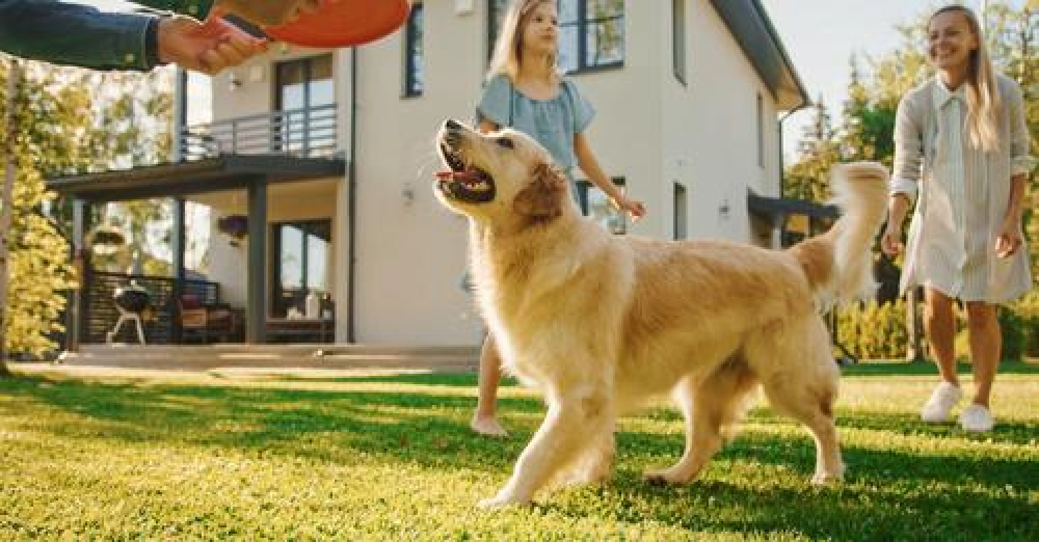5 TIPS FOR A DOG-FRIENDLY YARD